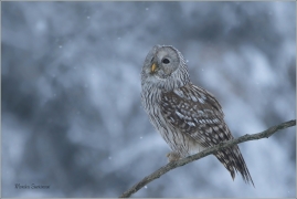 <p>PUŠTÍK BĚLAVÝ (Strix uralensis) sokolnicky vedený /Ural owl - Habichtskauz/</p>